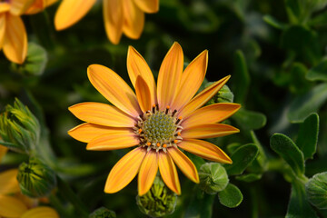 African daisy