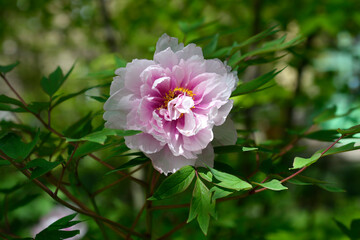 Tree peony