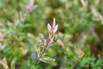 Flamingo Willow Hakuro Nishiki