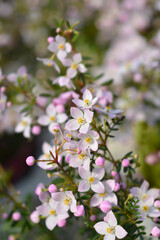 Narrow-leaved boronia Pink Star
