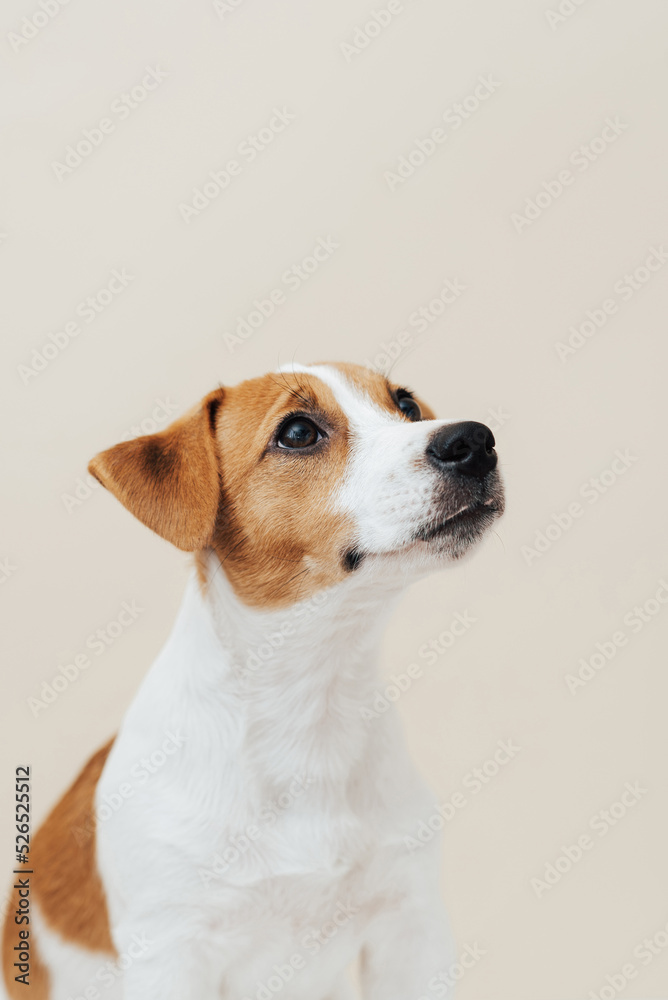 Sticker Dog Jack Russell Terrier sits on a beige background. Funny Jack Russell Terrier puppy, copy space