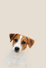 Dog Jack Russell Terrier sits on a beige background. Funny Jack Russell Terrier puppy, copy space