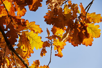 in beautiful sunlight, a twig with dry oak leaves in the foreground against a clear blue sky. beautiful autumn background.