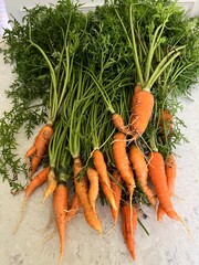 Bunch of organic carrots and carrot tops on a table after a garden harvest