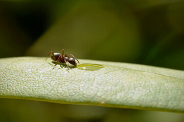 thirsty forest ant
