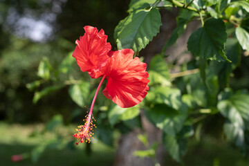 Beautiful Chinese hibiscus Rad Flower