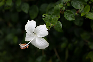 Beautiful Chinese hibiscus White Flower