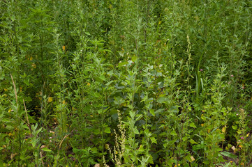 summer background: lush green grass