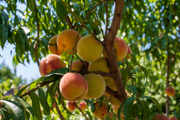 Close-up of ripe peaches on tree.