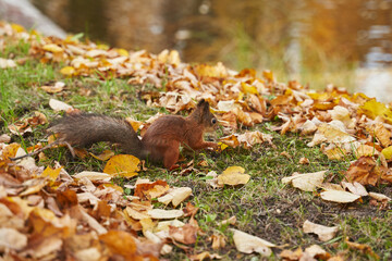 red squirrel in a clearing in the park near the lake. around fallen yellow leaves. beautiful autumn background.
