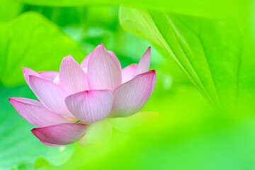 蓮の葉を背景に大賀ハスの花(クローズアップ)
Oga lotus flower (close-up) against...
