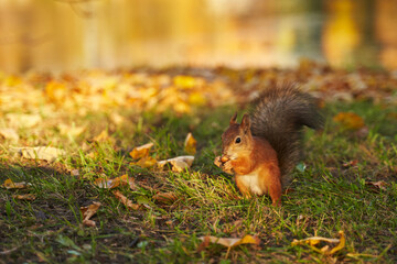 red squirrel in a clearing in the park with a nut in its paws in beautiful sunlight. around fallen yellow leaves. beautiful autumn background.