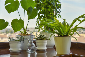 Asplenium nidus, monstera, shefflera and succulents