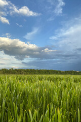 Wheat field with green spikelets
