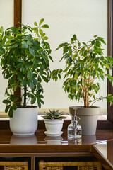 Shefflera, Benjamin's ficus,  echeveria