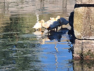 swans on the lake