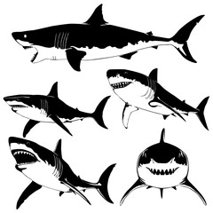 Vector illustration of sharks and fish