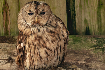 great horned owl on a branch