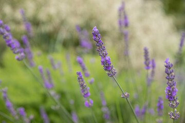 Lavender Field in the summer. Aromatherapy. Nature Cosmetics. Gardening.Lavender bushes on field. Sun gleam over purple flowers of lavender. Bees on flowers. Closeup