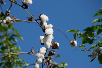 Cotton plant (Gossypium L., Malvaceae family) with leaves and boll where the fruit is ripe.