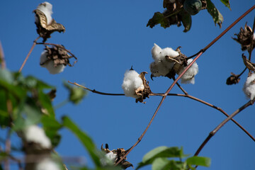 Cotton plant (Gossypium L., Malvaceae family) with leaves and boll where the fruit is ripe.