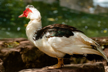 red billed duck