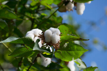 Cotton plant (Gossypium L., Malvaceae family) with leaves and boll where the fruit is ripe.