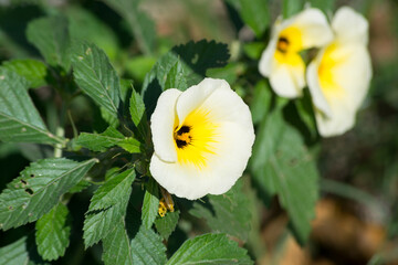 Flower and leaves of the Chanana plant (Turnera ulmifolia), is a plant of the Turneraceae family.