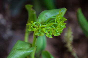 Closeup of one of the beautiful Colombian orchids.