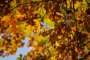 Fototapeta na wymiar autumn oak leaves on a branch against the blue sky