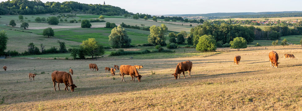 cows in landscape of parc regional naturel de vosges du nord