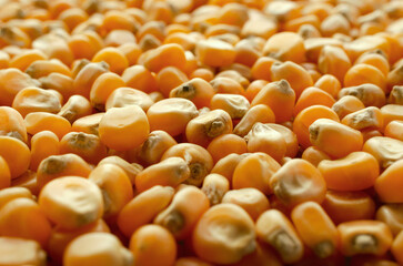 Background from grains of corn for popcorn. Popcorn kernels close-up, background, texture. Food texture, pattern. Corn for making popcorn close-up, background. Photo in high quality.