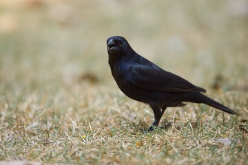 Obraz premium chupim (Molothrus bonariensis) cantando