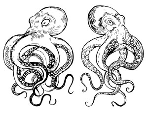 Black and white line drawing octopus. Detailed graphics drawing pattern design element underwater animal. Clip art asian seafood restaurant menu character childrens coloring book dotwork tattoo sketch