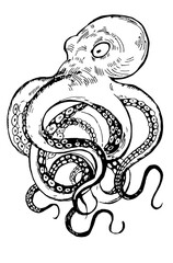 Black and white line drawing octopus. Detailed graphics drawing pattern design element underwater animal. Clip art asian seafood restaurant menu character childrens coloring book dotwork tattoo sketch