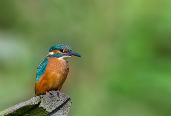 Juvenile Kingfisher perched on a broken fence post
