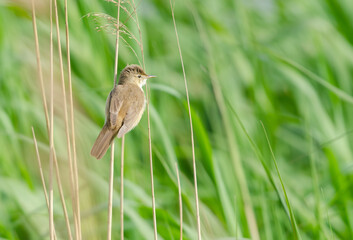 Reed warbler (Acrocephalus scirpaceus) , perched at the top of a reed stem, displaying and singing in springtime