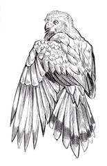 drawing of a hawk image from the back. A wild animal from the zoo with detailed ornamental wings. Element for coloring illustration. Birds large claws. predatory dangerous animal spread wings