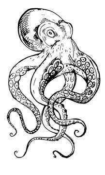 Black and white line drawing octopus. Detailed graphics drawing pattern design element underwater animal. Clip art asian seafood restaurant menu character childrens coloring book dotwork tattoo sketch