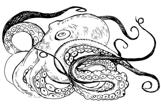 Black and white line drawing octopus. Detailed graphics drawing pattern design element underwater animal. Clip art asian seafood restaurant menu character childrens coloring book dotwork tattoo sketch