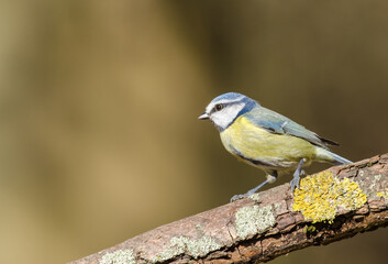 Blue Tit (Cyanistes caeruleus) on a lichen covered log, woodland setting, blurred brown backdrop