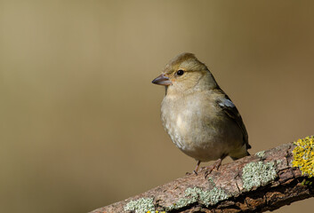 Female Chaffinch (Fringilla coelebs) in a woodland setting. Side view, looking left