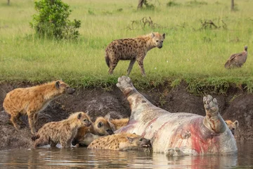 Schilderijen op glas Clan of spotted hyenas on the banks of a river eating a rotten hippo carcass in the African bush of Masai Mara game reserve © Tom