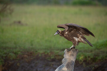 Hooded Vulture, necrosyrtes monachus about to take flight from hippo leg and spreading wings in Masai Mara National park Kenya. Wildlife on Safari