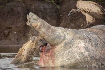 Foto op Plexiglas Spotted hyena in the water biting chunks out of hippo carcass and vulture standing on the dead animal looking at the feeding © Tom