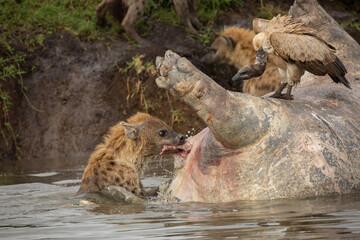 Spotted hyena in the water tearing flesh and biting chunks out of dead hippo while White-backed Vulture standing on the carcass looking at the feeding