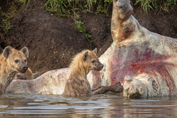 Obraz premium Spotted hyenas in the water by a floating hippo carcass in Maasai Mara National Reserve. Wildlife on safari