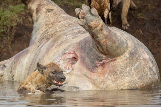 Spotted hyenas in the water hanging on to a floating hippo carcass in the African bush of Masai Mara National park Kenya. Wildlife on Safari
