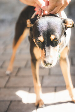 Hund, Haustier, Tier, Welpe, Terrier