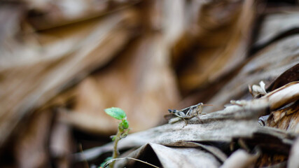 Naklejka premium close up grasshopper